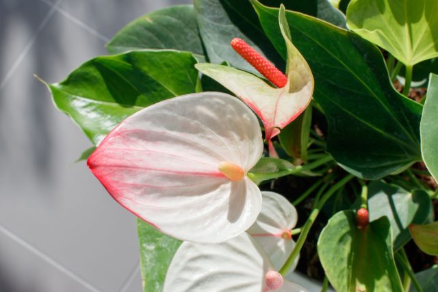 Антуриум Андре “Мистик” (Anthurium andraeanum ‘Mystique’)