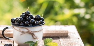 Гигантские ягоды черной смородины — 10 самых крупноплодных сортов
