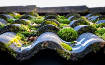 Как не дать мху уничтожить ваш участок — эффективные способы борьбы Как не дать мху уничтожить ваш участок — эффективные способы борьбы