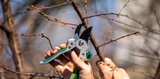 Как не лишить себя урожая при обрезке плодовых деревьев