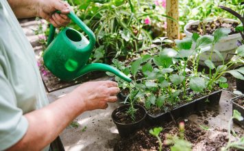 Как правильно удобрять рассаду — советы на каждую неделю жизни растений Как правильно удобрять рассаду — советы на каждую неделю жизни растений