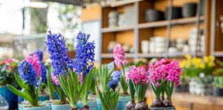 Как спасти луковичные из магазина — продлеваем цветение и высаживаем в цветник