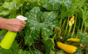 Как вам пригодится обычный уксус в саду — 16 способов применения Как вам пригодится обычный уксус в саду — 16 способов применения