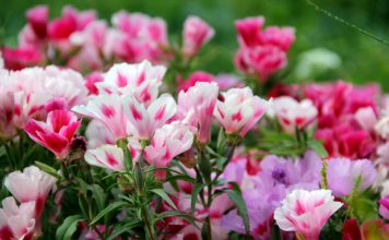 Как я выращивала рассаду годеции — личный опыт и допущенные ошибки Как я выращивала рассаду годеции — личный опыт и допущенные ошибки