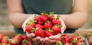 Клубники хватит всем: самые урожайные сорта земляники садовой