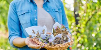 Когда сажать семена однолетников — подсказки на каждый месяц весны