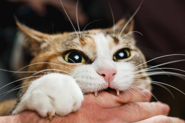 Любит ли вас кошка? 15 способов узнать это Любит ли вас кошка? 15 способов узнать это