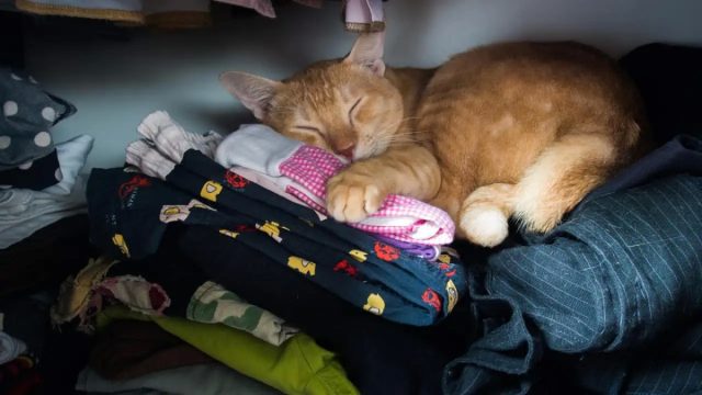 Когда кот спит на вашей одежде, он ощущает себя в полной безопасности рядом с вами Когда кот спит на вашей одежде, он ощущает себя в полной безопасности рядом с вами