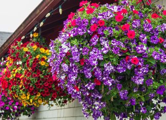 Лучшие цветы для выращивания в подвесных кашпо — подсказки по уходу - Блоги компаний Лучшие цветы для выращивания в подвесных кашпо — подсказки по уходу