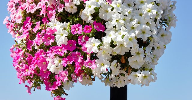 Петуния – это просто символ вертикального озеленения