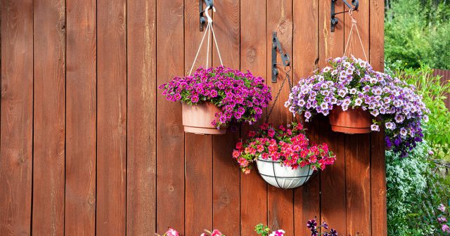 Если вас не пугает долгий период выращивания рассады, то калибрахоа – прекрасный вариант для кашпо