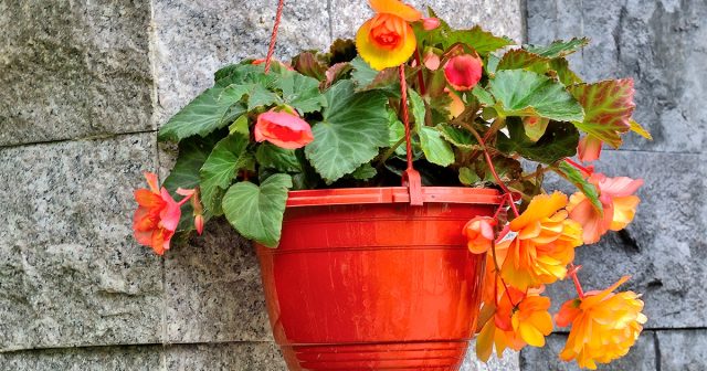 Ампельные бегонии нетребовательны к объёму грунта и отлично растут даже в стеснённых условиях