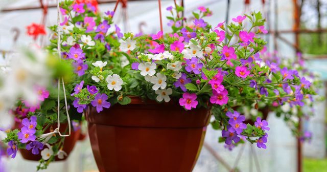 Плотные ниспадающие побеги бакопы тоже неплохо смотрятся в кашпо