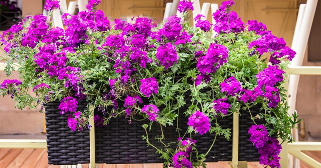 Ниспадающие побеги вербены до самой осени усыпаны яркими, часто двухцветными цветками