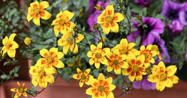 Биденс в горшечной культуре выглядит, как плотный, шарообразный куст (до 60-80 см в диаметре), состоящий из множеств тонких, но прочных побегов