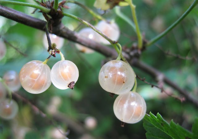 "Баяна" - поздний высокоурожайный сорт белой смородины, устойчивый к антракнозу и мучнистой росе, зимостойкий "Баяна" - поздний высокоурожайный сорт белой смородины, устойчивый к антракнозу и мучнистой росе, зимостойкий