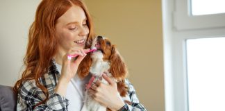Нужно ли чистить зубы собаке — главные правила гигиены