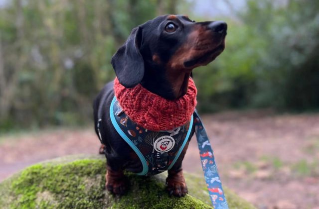 Главный критерий при выборе ошейника или шлейки - они должны быть комфортными для вашего питомца и подходить ему по размеру Главный критерий при выборе ошейника или шлейки - они должны быть комфортными для вашего питомца и подходить ему по размеру