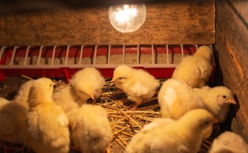 Почему массово умирают бройлеры — 7 главных причин Почему массово умирают бройлеры — 7 главных причин