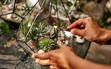 Посадите их вместе: лучшие дуэты комнатных растений Посадите их вместе: лучшие дуэты комнатных растений