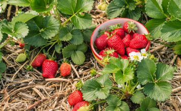 Пошаговый уход за клубникой: список важных дел с весны до осени Пошаговый уход за клубникой: список важных дел с весны до осени