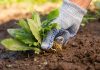 Прополка сорняков в прошлом: как гербициды экономят ваше время без вреда для почвы