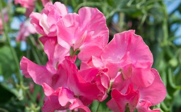 Простые правила выращивания душистого горошка из семян Простые правила выращивания душистого горошка из семян