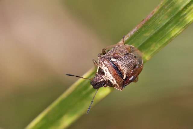 Черепашка вредная (Eurygaster integriceps) Черепашка вредная (Eurygaster integriceps)