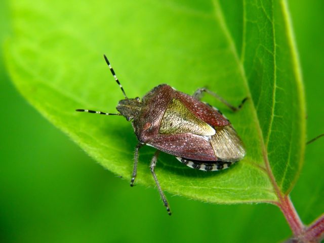 Щитник ягодный (Dolycoris baccarum) Щитник ягодный (Dolycoris baccarum)