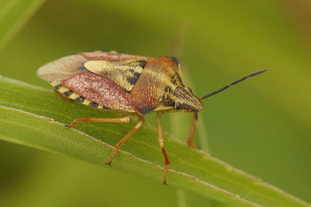 Щитник черноусый (Carpocoris purpureipennis)