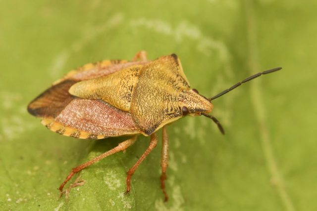 Щитник остроплечий или черношипный (Carpocoris fuscispinus)