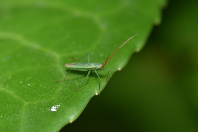 Клопик злаковый (Trigonotylus caelestialium)