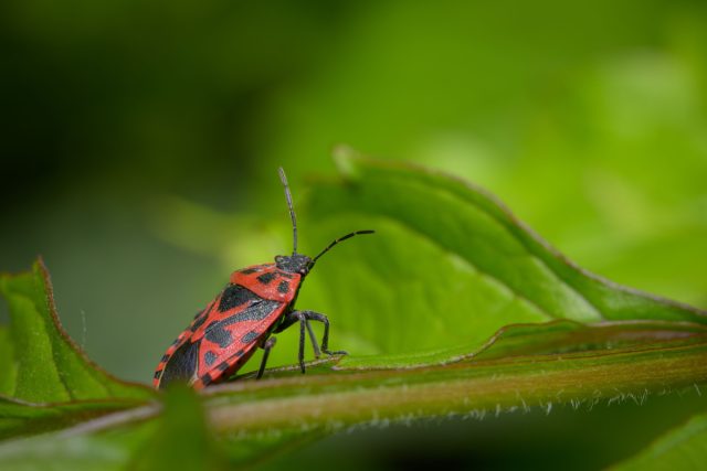 Клоп капустный (Eurydema ventralis)