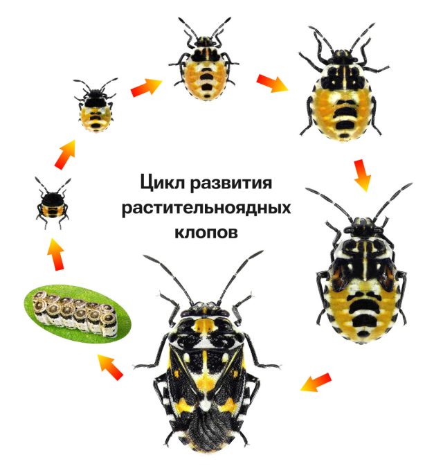 Цикл развития растительноядных клопов