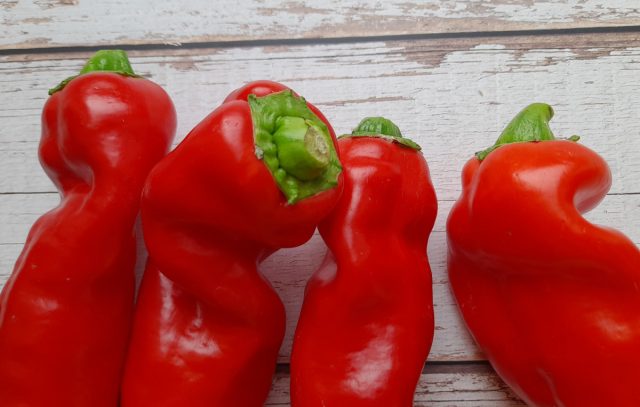 «Палермо» не бывает ровный и прямой как сабля, он имеет многочисленные глубокие складки и изгибы «Палермо» не бывает ровный и прямой как сабля, он имеет многочисленные глубокие складки и изгибы