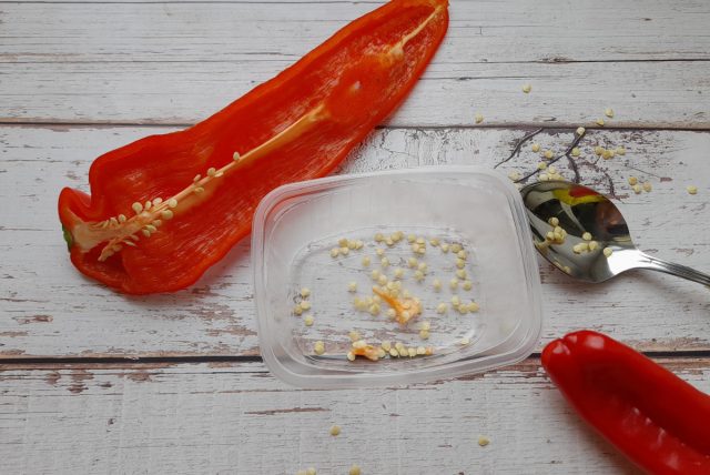 Огородники, выращивавшие перец из магазинных плодов «Свит Палермо», отмечают очень удачные результаты Огородники, выращивавшие перец из магазинных плодов «Свит Палермо», отмечают очень удачные результаты