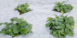 Секреты укрывного материала: 7 полезных советов по выращиванию богатого урожая - Пряные травы и зелень Секреты укрывного материала: 7 полезных советов по выращиванию богатого урожая