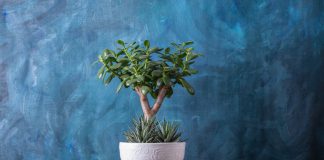 Станьте творцом: как легко вырастить бонсай из обычного денежного дерева