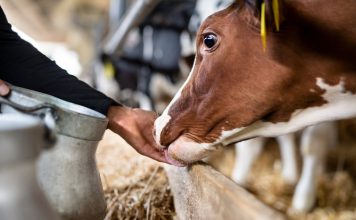 Стоит ли заводить корову — разбираемся в преимуществах и недостатках буренки Стоит ли заводить корову — разбираемся в преимуществах и недостатках буренки