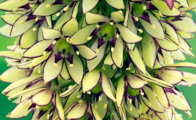 Цветки эукомиса двуцветного «Джерандет» (Eucomis bicolor ‘Gerandete’) зелено-белые с фиолетовыми краями Цветки эукомиса двуцветного «Джерандет» (Eucomis bicolor ‘Gerandete’) зелено-белые с фиолетовыми краями