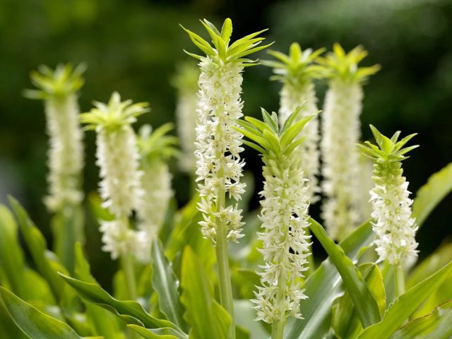 Цветки у эукомиса осеннего (Eucomis autumnalis) ярко-белые и цветут с июля по сентябрь Цветки у эукомиса осеннего (Eucomis autumnalis) ярко-белые и цветут с июля по сентябрь
