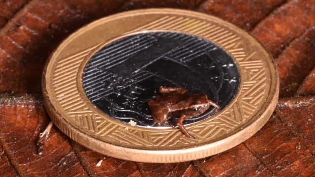 Седлоносная жаба Brachycephalus pulex Седлоносная жаба Brachycephalus pulex
