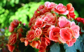 12 лучших цветущих растений для дома 12 лучших цветущих растений для дома