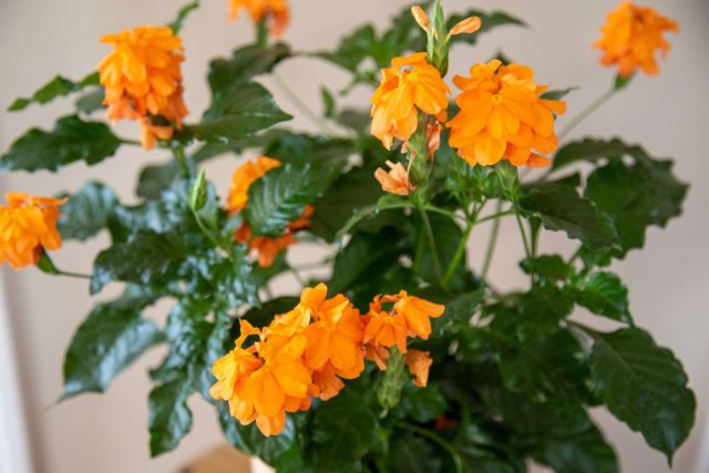 Цветки кроссандры (Crossandra) обычно лососевого или ярко-оранжевого цвета, но также могут быть оттенков желтого, красного или розового Цветки кроссандры (Crossandra) обычно лососевого или ярко-оранжевого цвета, но также могут быть оттенков желтого, красного или розового