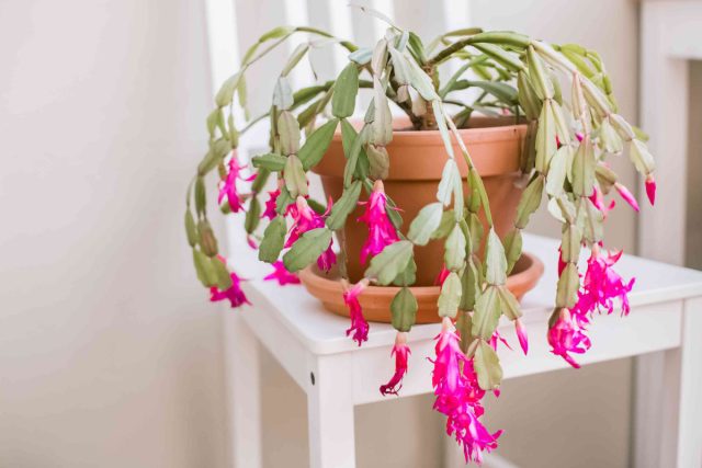 Шлюмбергера (Schlumbergera) известна сочными уплощенными стеблями и яркими красными цветками, которые появляются в зимнее время Шлюмбергера (Schlumbergera) известна сочными уплощенными стеблями и яркими красными цветками, которые появляются в зимнее время