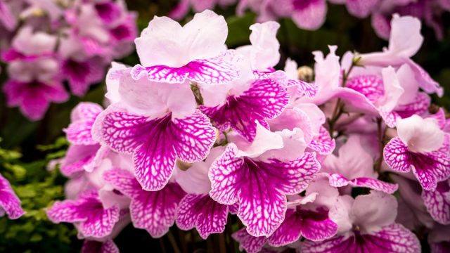 С марта по ноябрь украсьте свой дом яркими цветками стрептокарпуса (Streptocarpus) С марта по ноябрь украсьте свой дом яркими цветками стрептокарпуса (Streptocarpus)