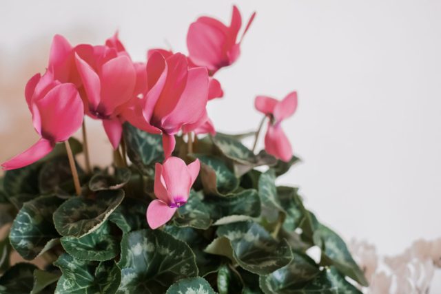 Миниатюрный цикламен (Cyclamen persicum) не относится к числу самых крупных комнатных растений, но этот недостаток легко компенсируется цветками оригинальной формы Миниатюрный цикламен (Cyclamen persicum) не относится к числу самых крупных комнатных растений, но этот недостаток легко компенсируется цветками оригинальной формы