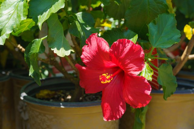 Гибискус (Hibiscus rosa-sinensis) легко украсит любое помещение, привнося колорит южных морей Гибискус (Hibiscus rosa-sinensis) легко украсит любое помещение, привнося колорит южных морей