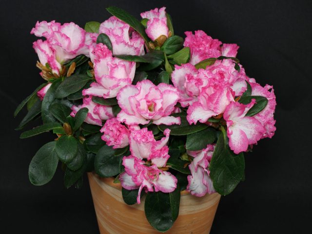 Рододендрон Симса (Rhododendron simsii) порадует прекрасными махровыми цветками с сентября по апрель Рододендрон Симса (Rhododendron simsii) порадует прекрасными махровыми цветками с сентября по апрель