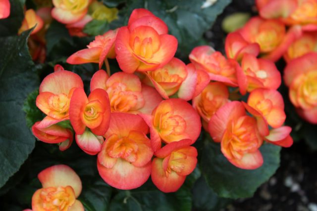 Бегония элатиор (Begonia elatior), которую часто дарят на праздники, может похвастаться не только великолепными цветками, но и выносливостью Бегония элатиор (Begonia elatior), которую часто дарят на праздники, может похвастаться не только великолепными цветками, но и выносливостью